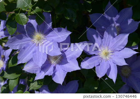 Clematis venosa violacea 130746446