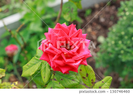 Close-Up of a Pink Rose Bush. 130746460