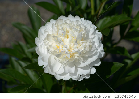 White Ivory Peony 130746549
