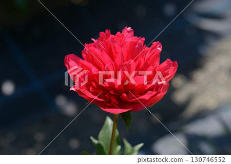 Many Happy Returns Peony Many Happy Returns Peony 130746552