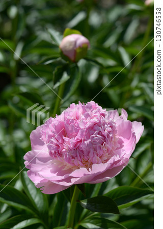 Raspberry Thunder Peony Raspberry Thunder Peony 130746558
