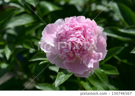 Raspberry Thunder Peony 130746567