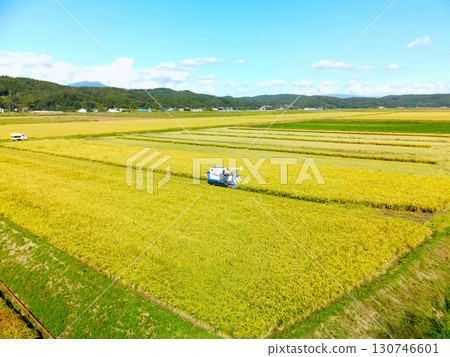 Aerial view of rice harvesting in Esashi, Hokkaido in early autumn Aerial view of rice harvesting in Esashi, Hokkaido in early autumn 130746601