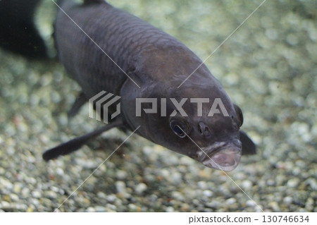 水下的魚，透明的背景，寂靜和漂浮的感覺 130746634