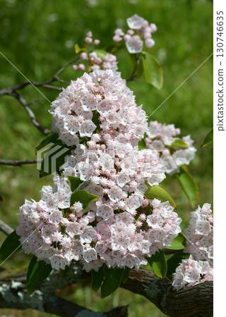 American rhododendron 130746635