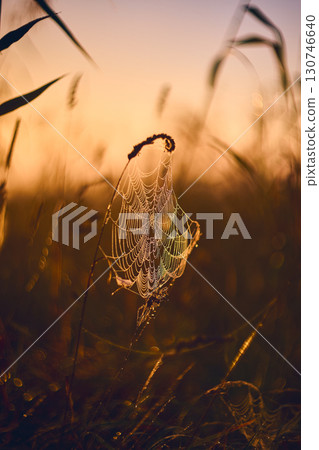Dew on spiderweb on misty morning 130746640