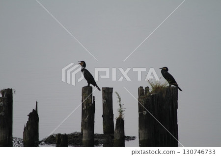 霞浦湖面上鸕鶿與木樁的寧靜景象 130746733