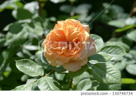 查爾斯奧斯汀玫瑰花 130746734