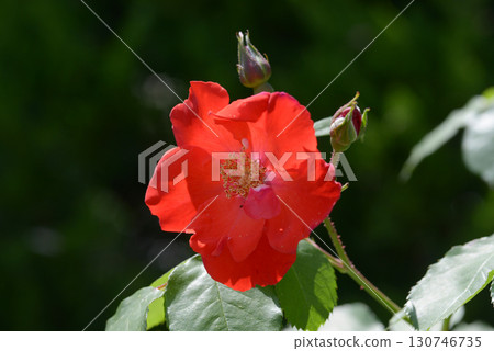 Vine Sarabande Rose Flower 130746735