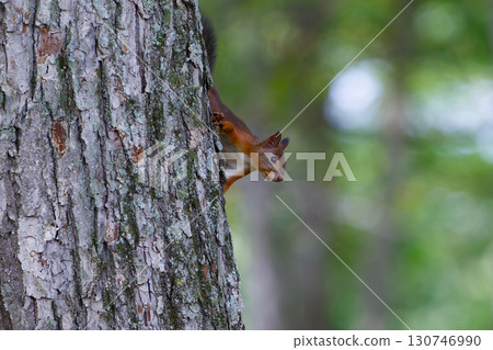 Ezorisu Ezorisu 130746990