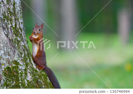 Ezolith Ezolith 130746994