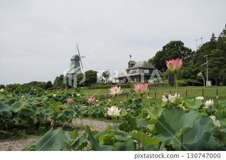 Pink and white lotus flowers bloom against the backdrop of a windmill at Kasumigaura Park in summer — a tranquil dialogue of colors floating against a cloudy sky — Pink and white lotus flowers bloom against the backdrop of a windmill at Kasumigaura Park in summer — a tranquil dialogue of colors floating against a cloudy sky — 130747000