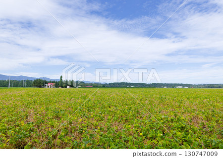 Red bean field 130747009