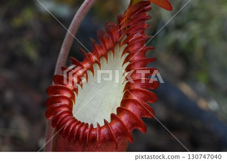 食肉植物豬籠草的陷阱內部是純白色的，入口邊緣的棕色裝飾很漂亮。 130747040