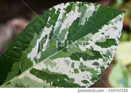 Ficus aspera is a beautiful variegated plant with a mosaic pattern of white, green, and pale green native to Vanuatu in the Pacific Ocean. Ficus aspera is a beautiful variegated plant with a mosaic pattern of white, green, and pale green native to Vanuatu in the Pacific Ocean. 130747180