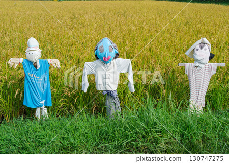 Scarecrow of rice field 130747275