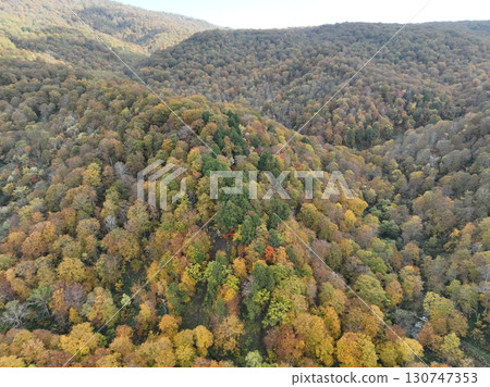 [Aerial photo of Teruha Gorge] Autumn leaves in the forest 130747353