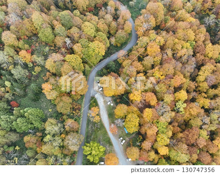 [Aerial photo of Teruha Gorge] Autumn leaves in the forest 130747356