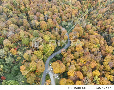 [Aerial photo of Teruha Gorge] Autumn leaves in the forest 130747357