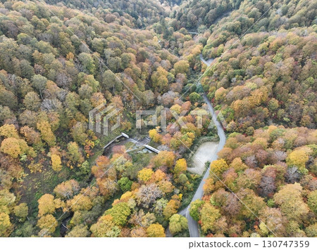 [Aerial photo of Teruha Gorge] Autumn leaves in the forest 130747359