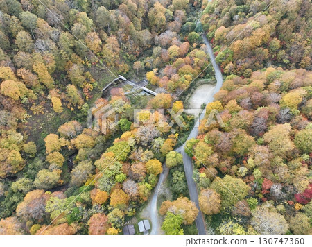 [Aerial photo of Teruha Gorge] Autumn leaves in the forest 130747360