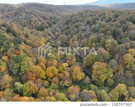 [Aerial photo of Teruha Gorge] Autumn leaves in the forest 130747362