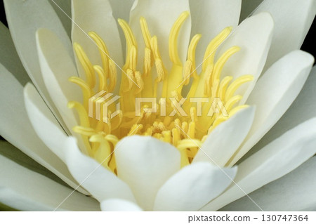 White water lily floating on the water White water lily floating on the water 130747364