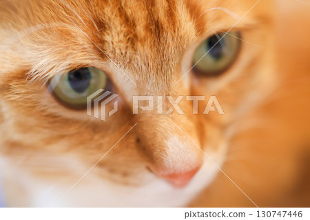 A close-up of a brown tabby cat with vibrant fur 130747446