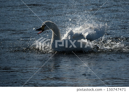 A whooper swan bathing in the water A whooper swan bathing in the water 130747471