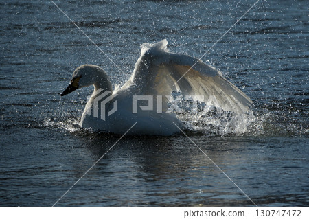 A whooper swan bathing in the water A whooper swan bathing in the water 130747472