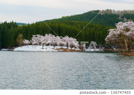 250428 Cherry blossoms in Nakano, Tsunan Town 130747493