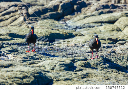 Sooty Oystercatcher birds searching for food on a rocky coastline 130747512