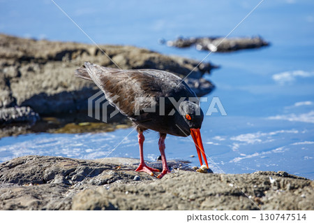 A Sooty Oystercatcher bird searching for food on a rocky coastline 130747514