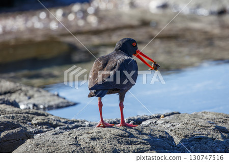 A Sooty Oystercatcher bird searching for food on a rocky coastline 130747516