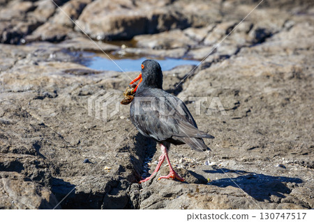 A Sooty Oystercatcher bird searching for food on a rocky coastline A Sooty Oystercatcher bird searching for food on a rocky coastline 130747517