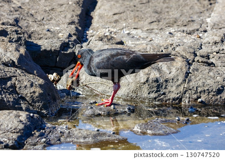 A Sooty Oystercatcher bird searching for food on a rocky coastline 130747520