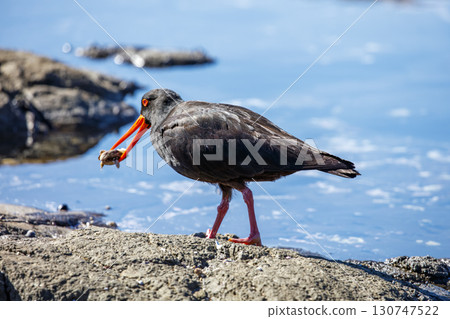 A Sooty Oystercatcher bird searching for food on a rocky coastline 130747522