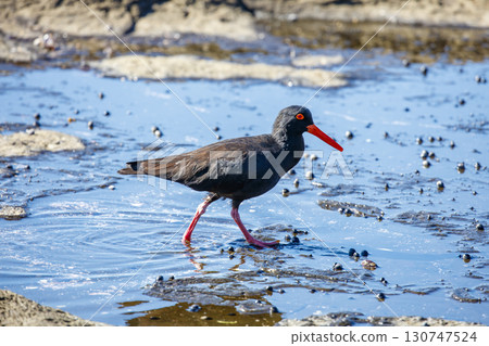 A Sooty Oystercatcher bird searching for food on a rocky coastline 130747524