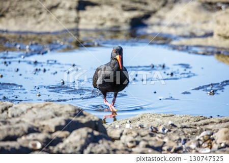 A Sooty Oystercatcher bird searching for food on a rocky coastline 130747525