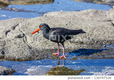 A Sooty Oystercatcher bird searching for food on a rocky coastline 130747526