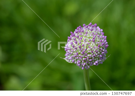 allium gigantium 130747697