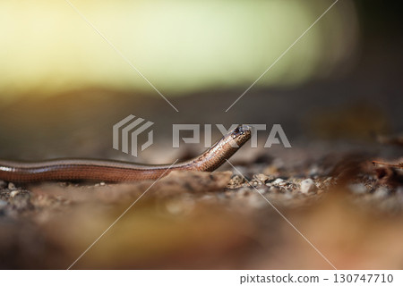 Close-up of a slow worm Anguis fragilis, legless lizard crawling on the ground in natural habitat Close-up of a slow worm Anguis fragilis, legless lizard crawling on the ground in natural habitat 130747710