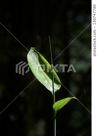 Sasa young leaves 130747780