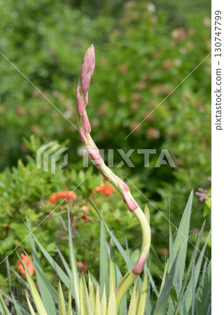 伊托尤卡 130747799