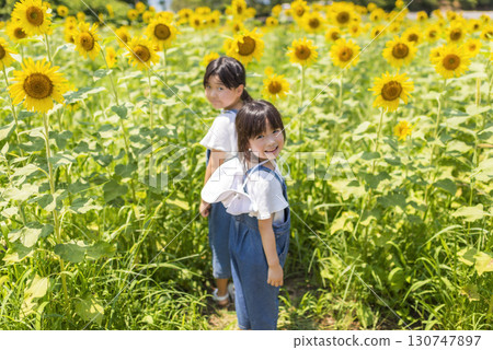 Children playing in a sunflower field during summer vacation 130747897
