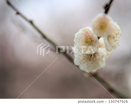 Beautiful plum blossoms, "Maiogi" (dancing fan), blooming in April Beautiful plum blossoms, "Maiogi" (dancing fan), blooming in April 130747926