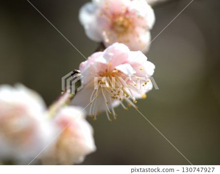 Beautiful plum blossoms, "Maiogi" (dancing fan), blooming in April 130747927