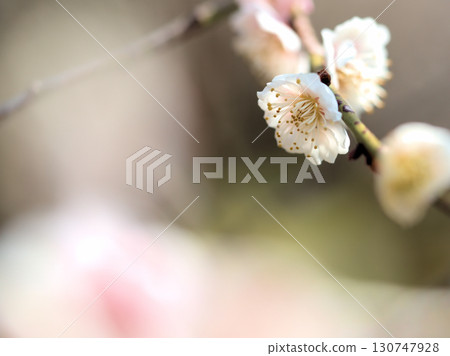 Beautiful plum blossoms, "Maiogi" (dancing fan), blooming in April 130747928