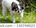 A very cuddly Chihuahua 130748022