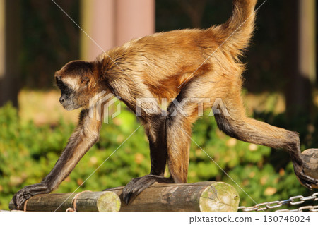 傑弗裡蜘蛛猴穿過遊樂場設備 130748024